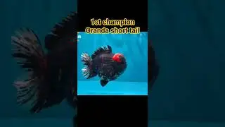 1st champion oranda goldfish short tail #goldfish #aquarium #fish