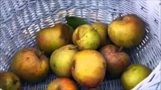 van appel tot appelsap