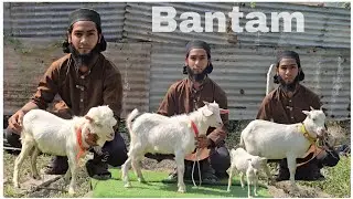 Saste Bantam goats at KF goat farm Aurangabad Maharashtra 