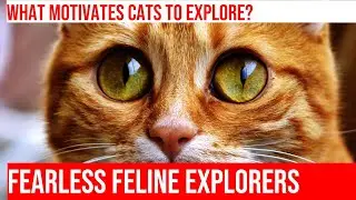 Fearless Feline Explorers: Uncovering the Secrets of Cat Adventure