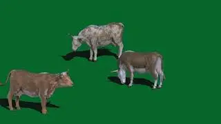 cow green screen video| free download with sound effect #youtube