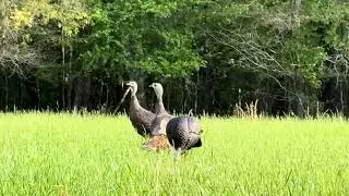 2 Days Of Exciting Turkey Hunting In Georgia! April 18, 2025 #toms #hens