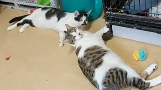 Adler The Street Cat Can Finally Enjoy Playing Like A Kitten