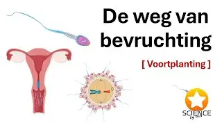 De weg van de bevruchting [ Voortplanting ]