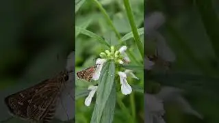 A Common grass dart butterfly collects nectar from a flower while an ant walks on the other side