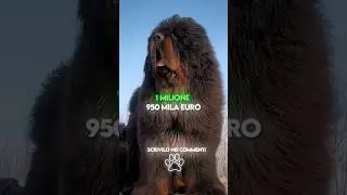 Top 3 Razze di Cani Pi&ugrave; Costosi al Mondo 🐕💸 L&rsquo;Ultimo &egrave; da MILIONARI!