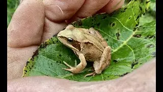 &lsquo;Little Froggie&rsquo; Irish Agile Frog(Rana dalmatina)??