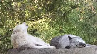 Pair of Wolves Turn Lazy Howling into an Art Form
