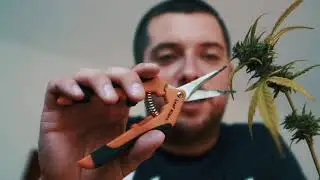 Spice - Quanto costa (Prod. Giovaz)