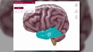 What's New: Visible Body's Anatomy & Physiology 2019