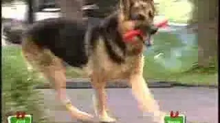 Just For Laugh - Explosive Dog
