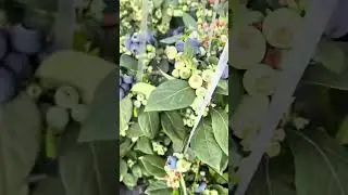 Harvesting many fresh purple blueberry fruits neatly using manual hand techniques in outdoor farm