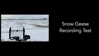 Oops... Snow Geese Field Recording Tests (2/25/2023)