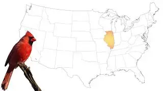 Illinois State Bird &bull;&nbsp;Kidzeum