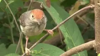 New flame-headed bird species found in Cambodia capital