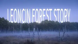 Nic Tego Nie Zapowiadało - Leoncin Forest Story | Fotografia Krajobrazu