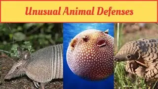 Unusual Animal Defenses #animals #animal #science #unusual #defense #facts #nature #life #power