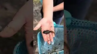 @jrrangerofficial #American Bullfrog Facts