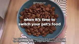 Hill&rsquo;s Prescription Diet Metabolic Weight Management Dog Food Review: Worth the Investment?