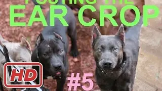 dog puppy ear crop posting after surgery cut ears pitbull doberman dogo boxer presa