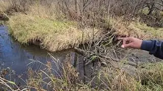 Bigfoot Sighting location at Randy's