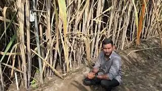 AI Technology in sugarcane farming At KVK बारामती. 