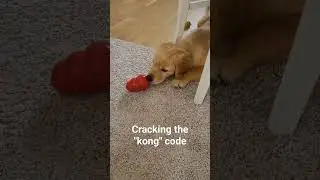 Learning how to use the kong toy #puppy #kong #goldenretriever #doglife