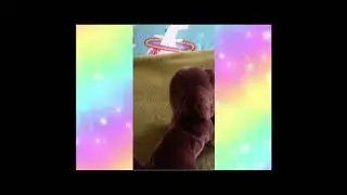 Kandi harness tutorial for your essa or stuffed animal !!!