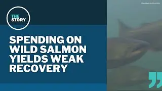 Oregon salmon populations improving, but study finds little direct connection to billions spent on r
