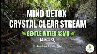 4 HOURS DEEP SLEEP: Crystal Clear Water ASMR from Secluded Forest Stream