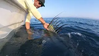 Snook Mafia: 50+ Big Rooster Fishig, Fishing  Pto. Vallarta, Mex.