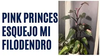 Esquejando filodendro pink princes 