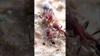 RED ANTS CATCH PHEIDOLE ANTS