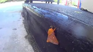 Orange-tipped Oakworm Moth