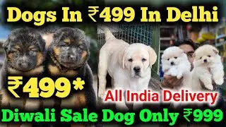 Best Dog Shop in Delhi | Delhi dog market all dogs Available | ₹500 starts | Husky, pug, Gsd, labra