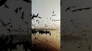o saajni re short video #arijitsingh #music @systummmmmmmm-x4y