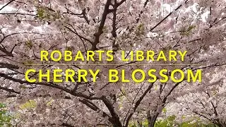 CHERRY BLOSSOM-ROBARTS LIBRARY TORONTO