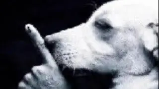 TikTok videos with calebcity or treynotfunny pain sounds