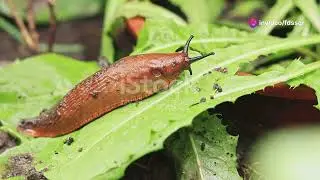 🌱 Ultimate Slug Control Guide: Keep Slugs Away From Your Garden! 🌱 | Top Gardening Tips