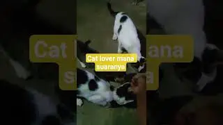 cat lover_tetep kurawat walaow pun cuma kucing kampung