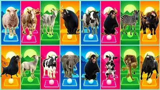 Sheep 🆚 Cow  🆚 Goat 🆚 Ferdinand 🆚 Who Will Win?