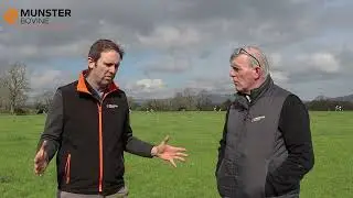 Timing of Sexed Semen - Breeding Season 2025 - Munster Bovine #breeding25
