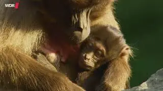 Planet Schule: So wachsen Tierkinder auf &middot; Tiere im Zoo (2021)