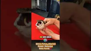 Dikira Telur, Ular IniMalah Menelan Bola Tenis‼️ #shorts #viral #viralvideo