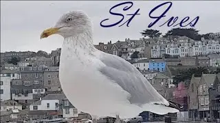 Winter VanLife Cornwall S11E48 St Ives : Artists' Paradise