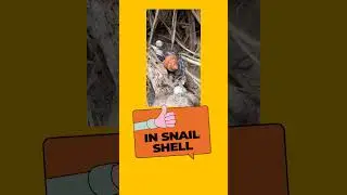 Hermit crab | Commensalism #commensalism #hermitcrabs #population #crab #relationship #biology