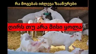 რა ჯდება შენახვა და რა მოგებას იძლევა ზაანურის თხები....