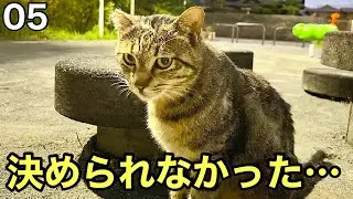#05 野良猫を保護するか決められないまま、時間だけがすぎていった