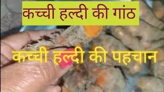 Kacchi haldi ke bare mein jankari. Kacchi haldi ki pahchan.