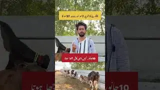 Dayri farming in pakistan cow farming business idea 2025
